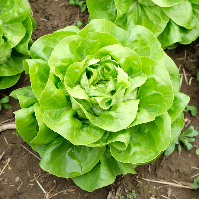 Lettuce Seeds - White Boston