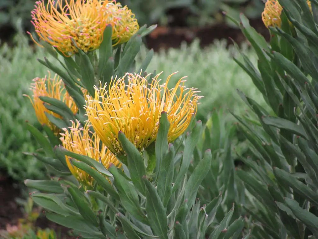 easy-grow-organic-leucospermum-seeds

