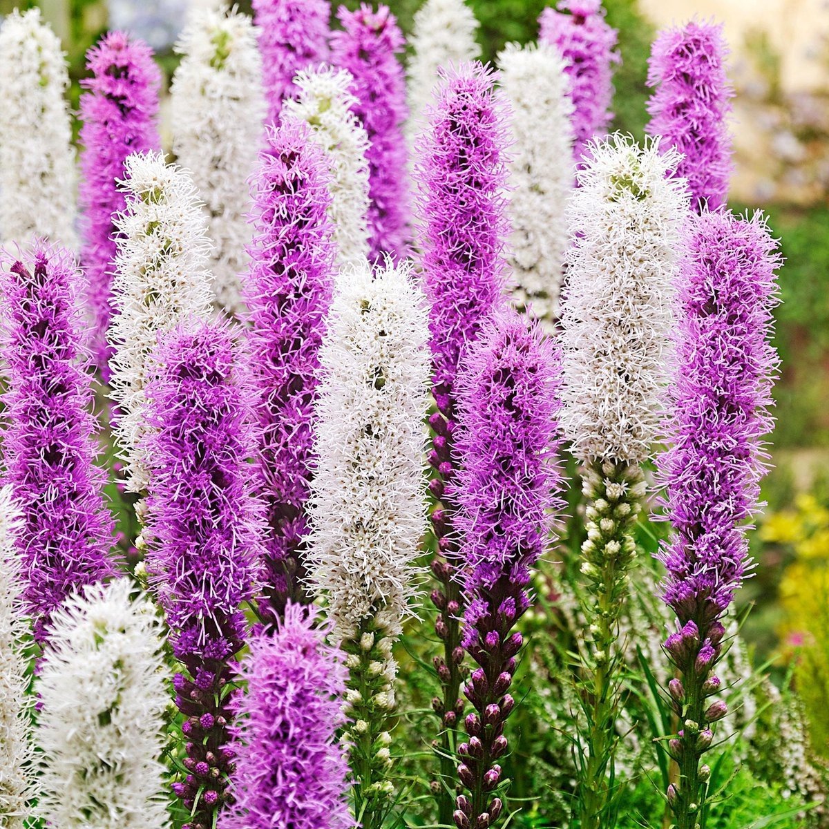 Liatris spicata/Blazing Star - Blue & White Mix