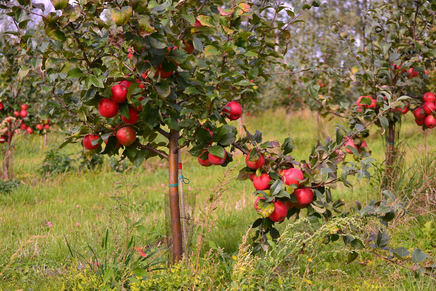 Liberty Apple (Malus domestica)