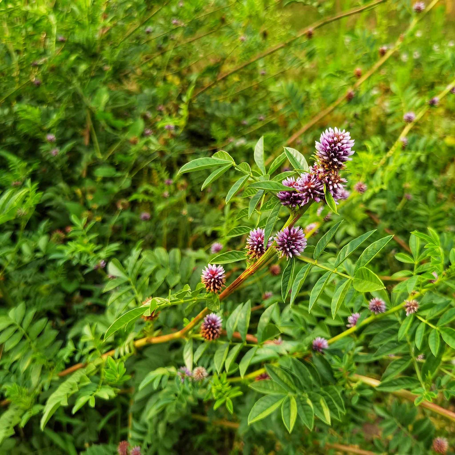 Licorice Seeds