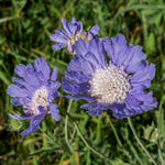 Light Blue Scabiosa Flower Seeds – Long - Blooming Perennial - Dharaseeds