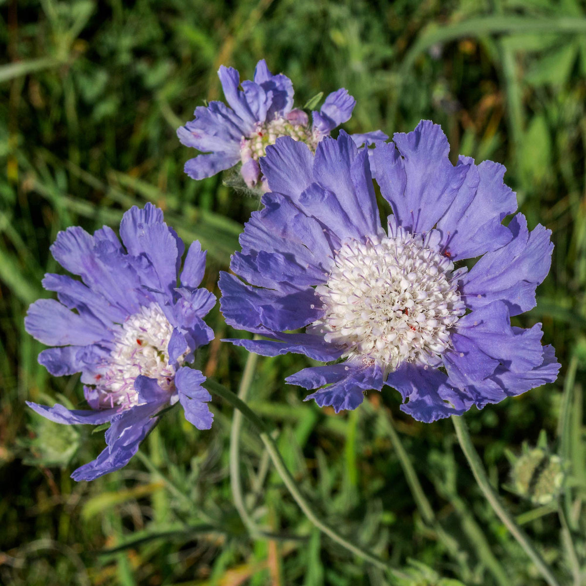Light Blue Scabiosa Flower Seeds – Long - Blooming Perennial - Dharaseeds