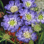 Light Blue Scabiosa Flower Seeds – Long - Blooming Perennial - Dharaseeds