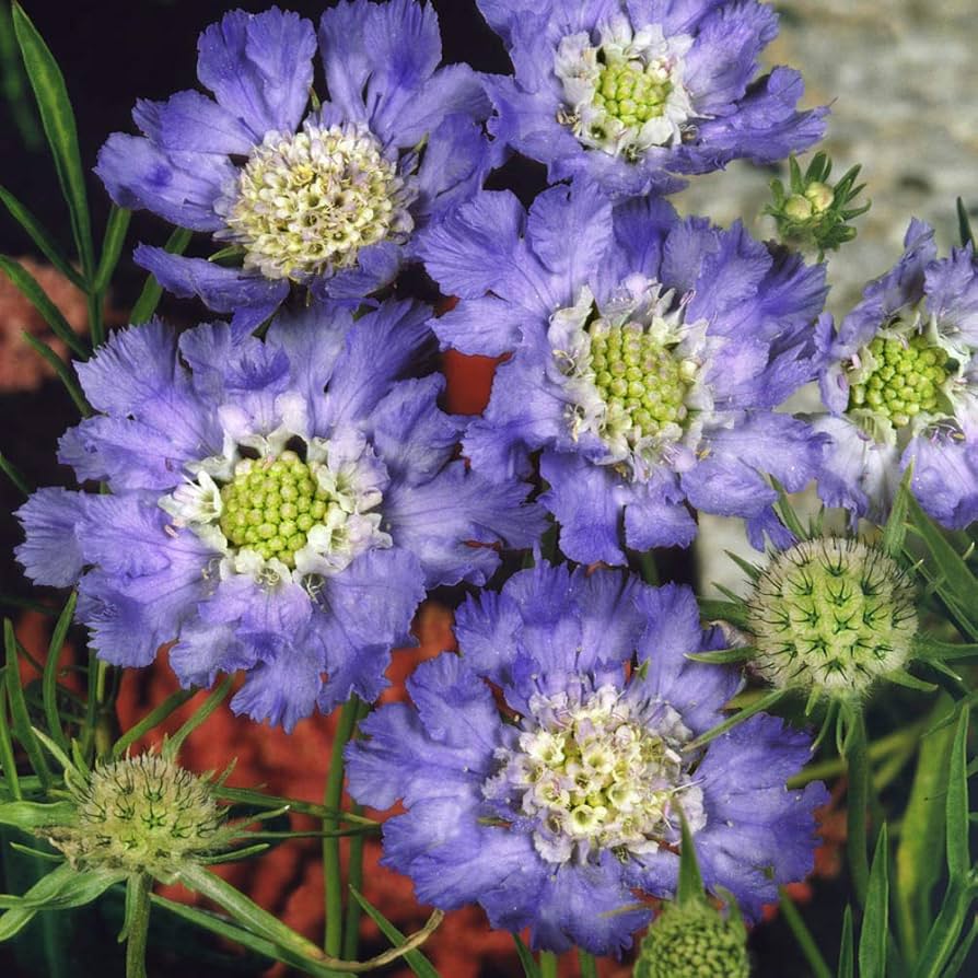 Light Blue Scabiosa Flower Seeds – Long - Blooming Perennial - Dharaseeds