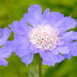 Light Blue Scabiosa Flower Seeds – Long - Blooming Perennial - Dharaseeds