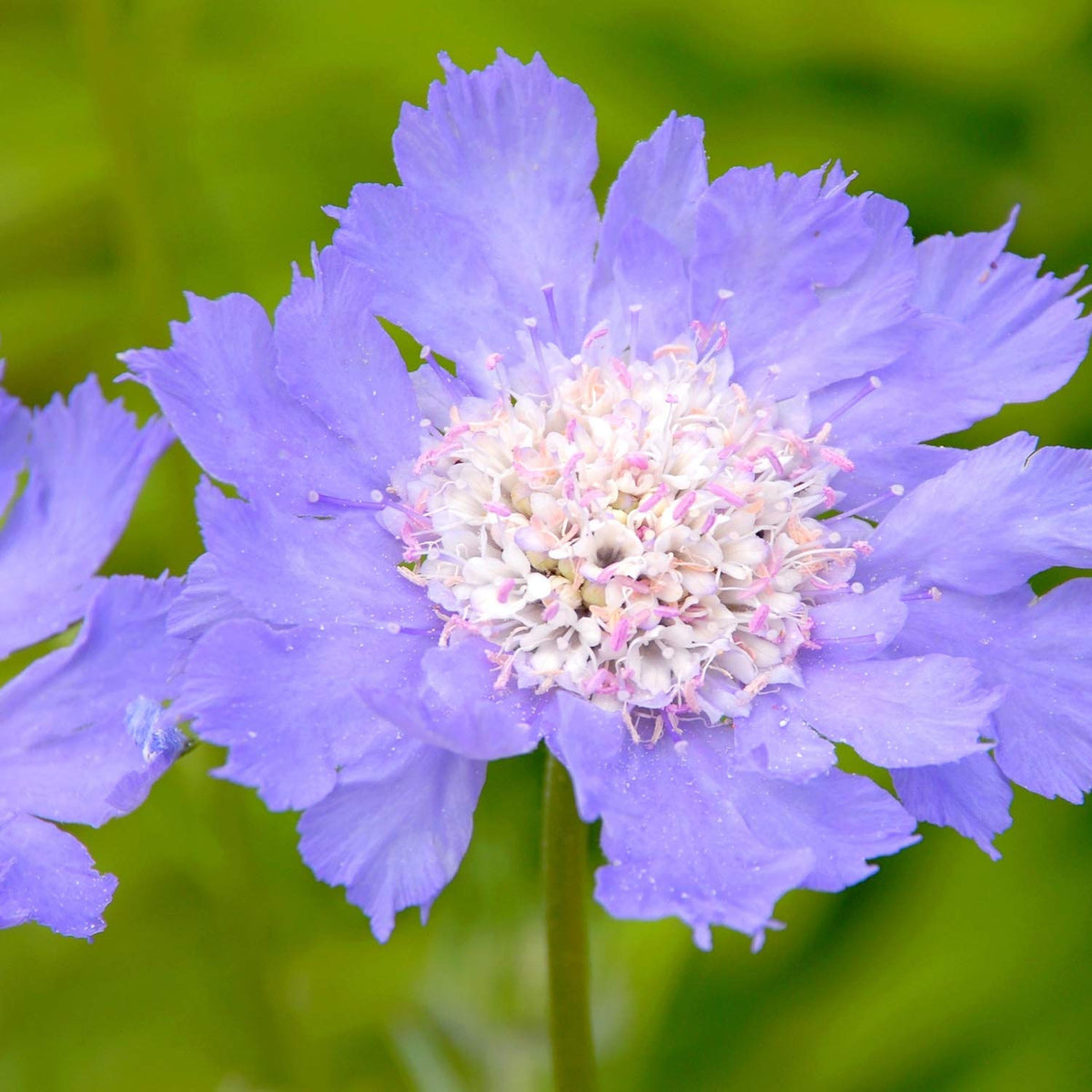 Light Blue Scabiosa Flower Seeds – Long - Blooming Perennial - Dharaseeds