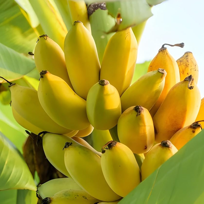 Light Green Banana seedlings growing from seeds