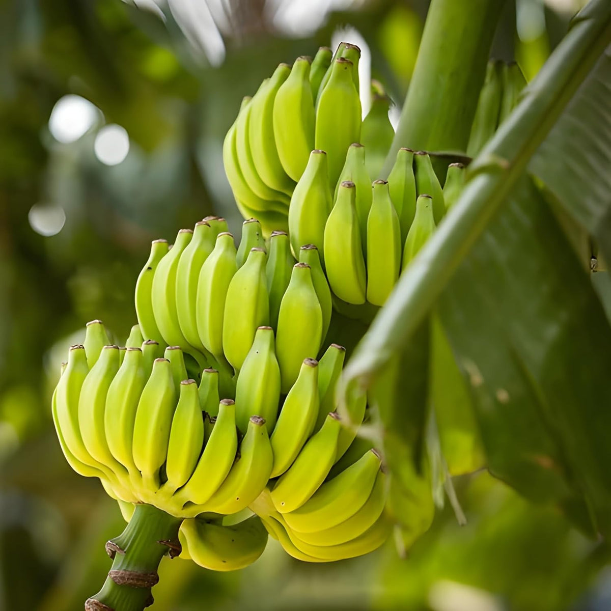 Light Green Banana Seeds for Planting tropical banana variety