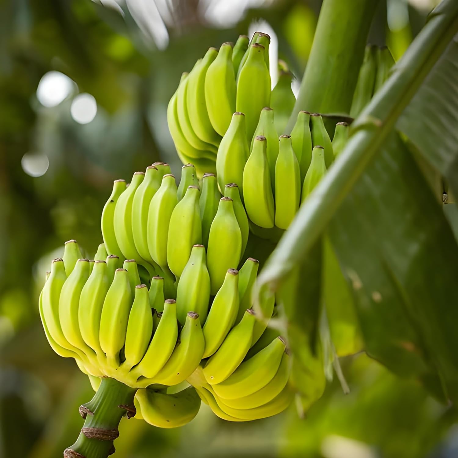 Light Green Banana Seeds for Planting tropical banana variety