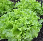Light Green Lettuce Seeds for Planting - 100 Pcs pcs - Dharaseeds