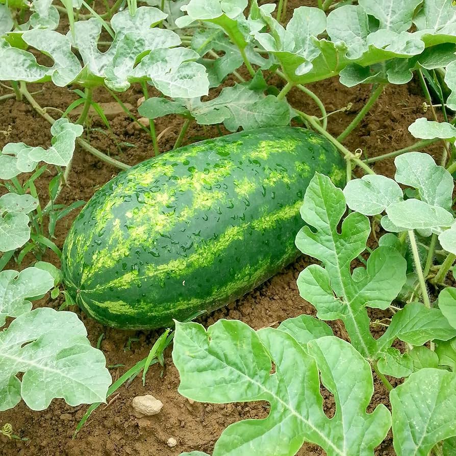 Light green striped watermelon seeds high germination