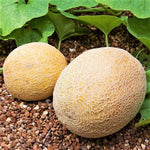 Light Orange Cantaloupe Growing from Quality Seeds