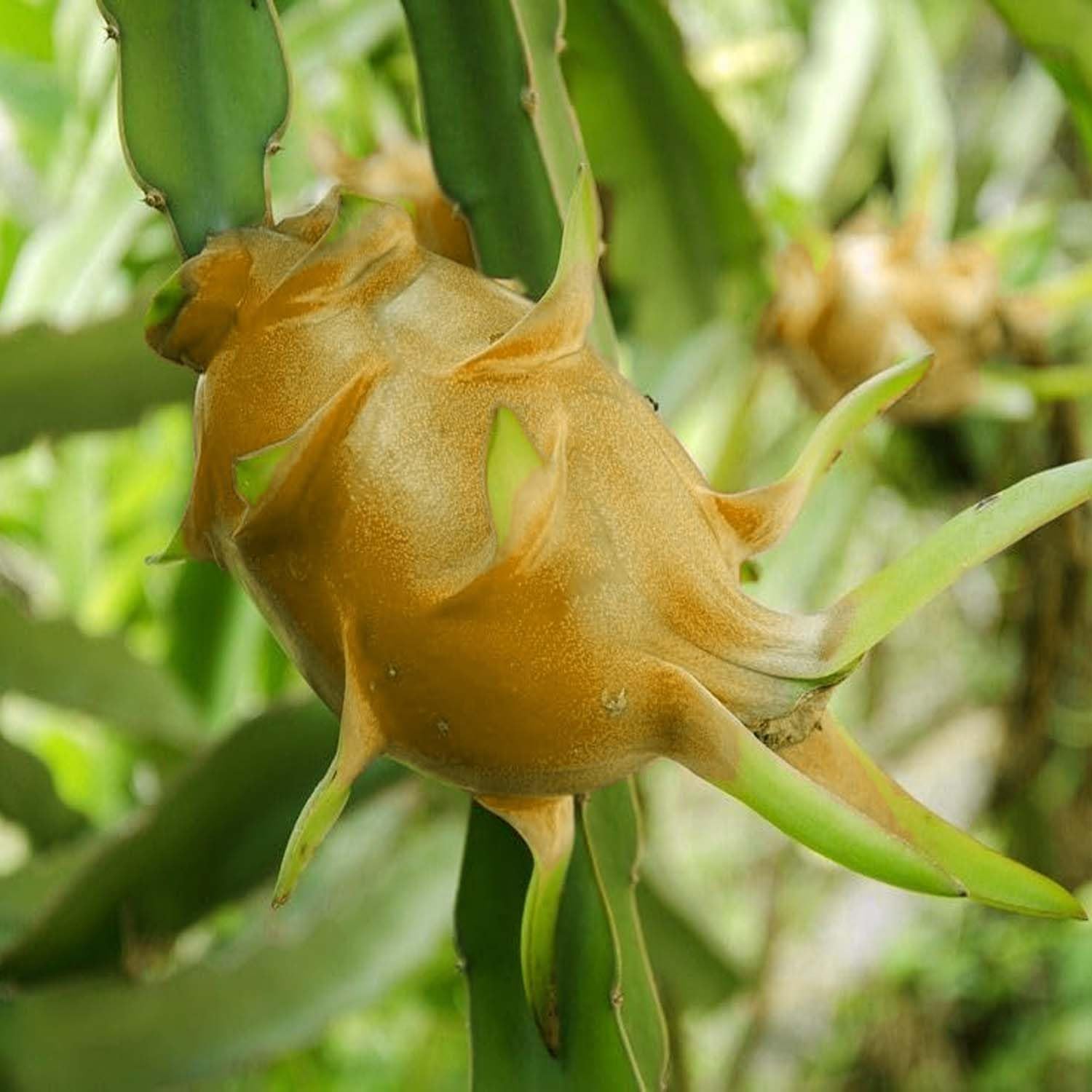 Light Orange Pitaya seeds for planting fast-growing Pitaya variety