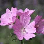 Light Pink and Yellow Malve Flower Seeds - Dharaseeds