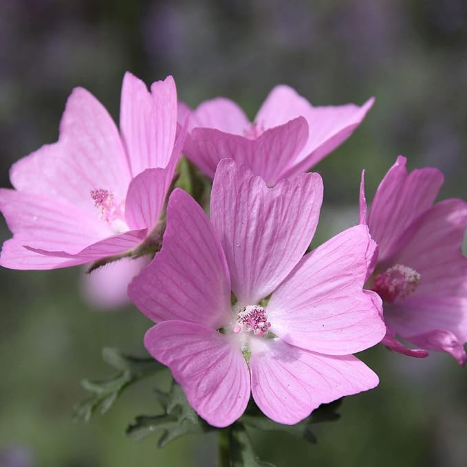 Light Pink and Yellow Malve Flower Seeds - Dharaseeds