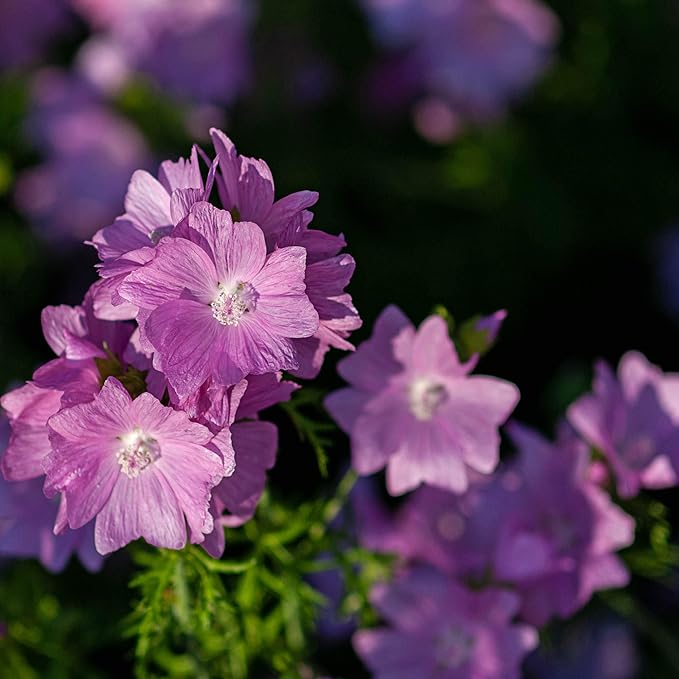 Light Pink and Yellow Malve Flower Seeds - Dharaseeds
