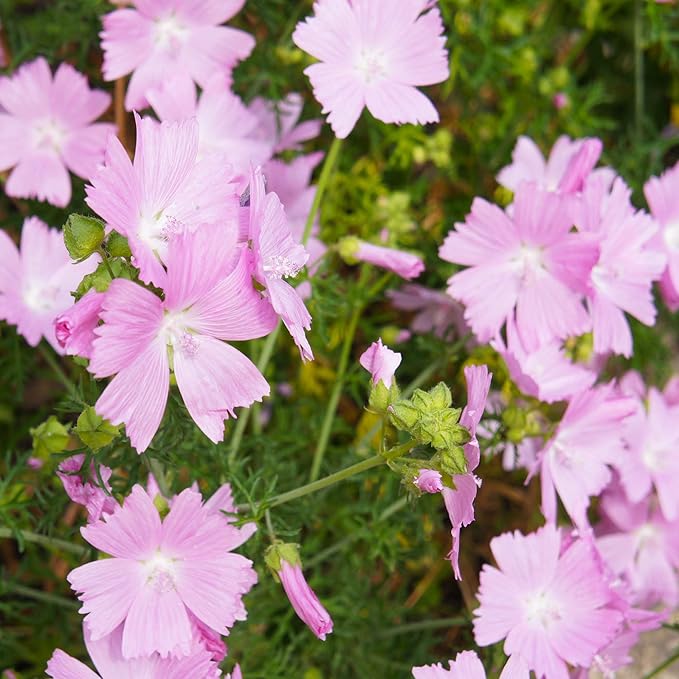 Light Pink and Yellow Malve Flower Seeds - Dharaseeds