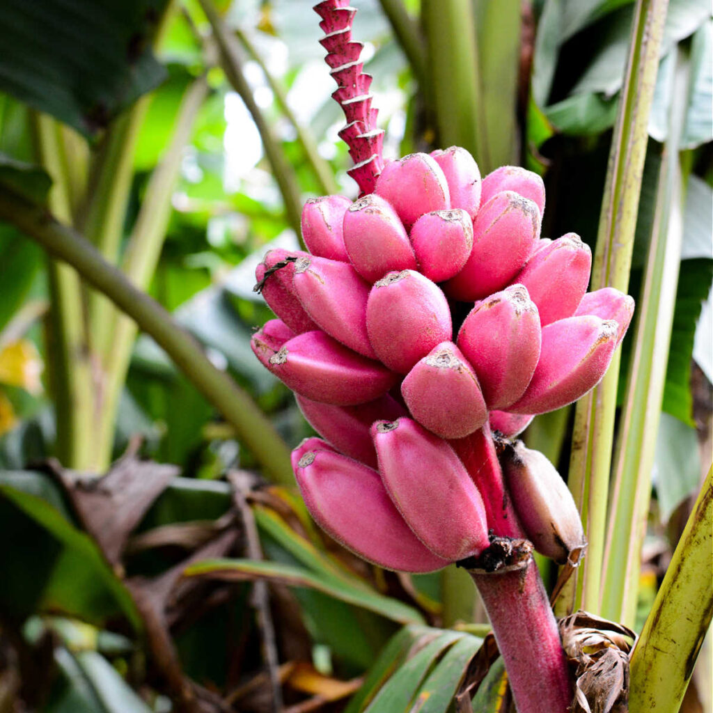Light Pink Banana seeds for planting fast-growing ornamental and edible banana plants.