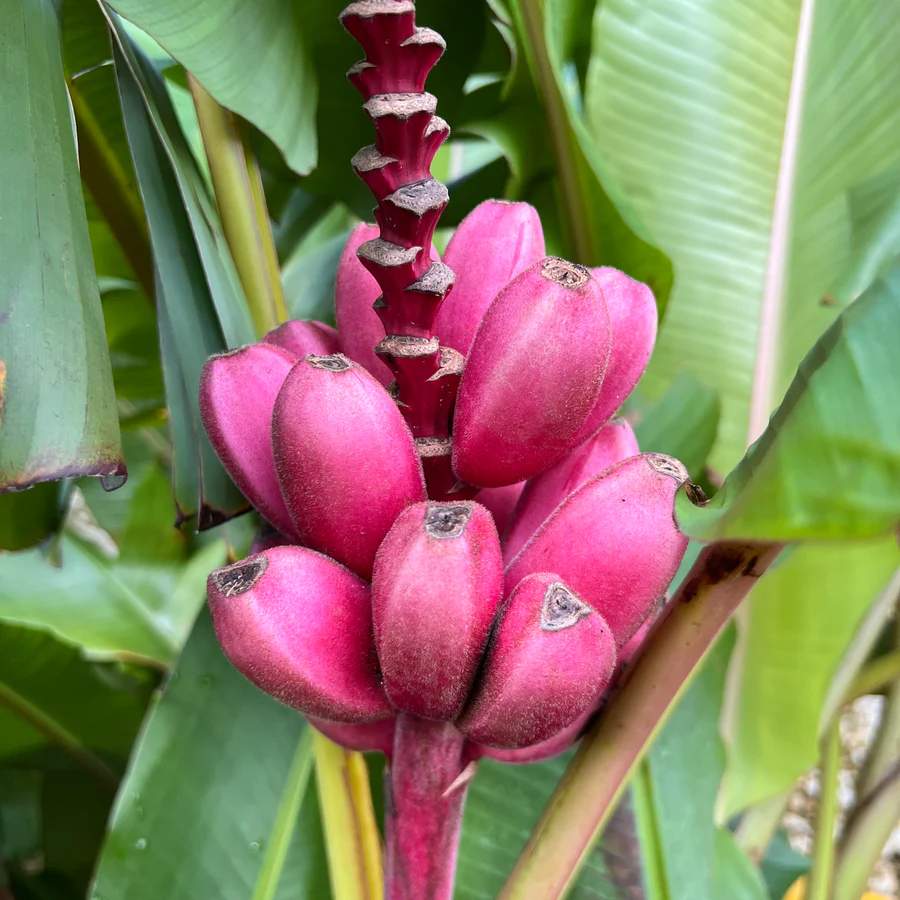Tropical Light Pink Banana seeds for lush garden landscapes.