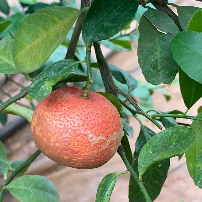 Light red lemon seeds for home garden planting