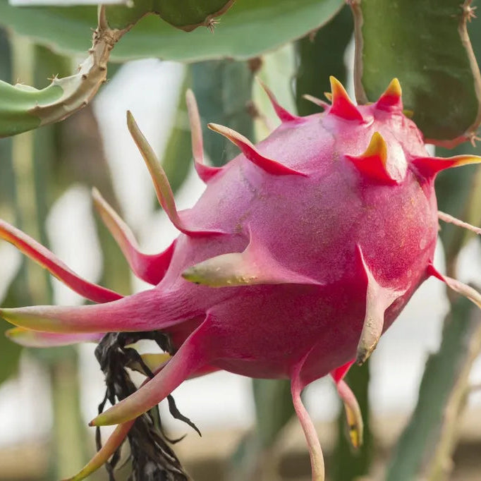 Non GMO Light Red Pitaya seeds premium quality seeds