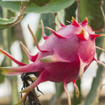 Non GMO Light Red Pitaya seeds premium quality seeds