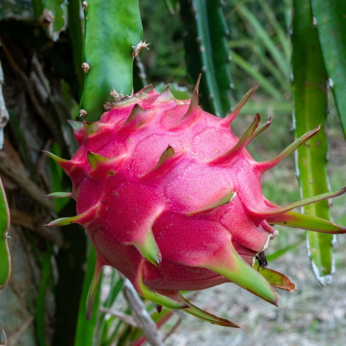 Tropical Light Red Pitaya seeds for planting high germination