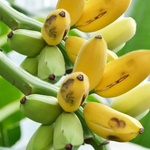 Non-GMO Light Yellow Banana Seeds for planting outdoors