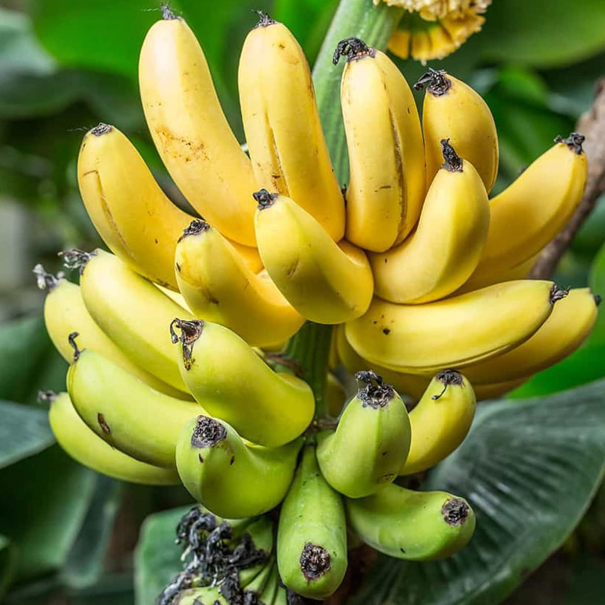Light Yellow Banana Seeds tropical plant for home gardening