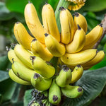 Light Yellow Banana Seeds tropical plant for home gardening