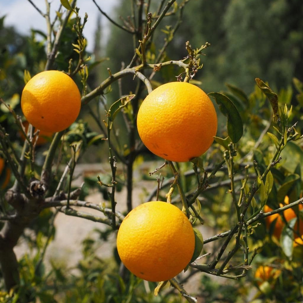 Light yellow orange fruit seeds for planting citrus trees
