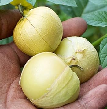 Light Yellow Tomatillo Seeds for Planting - 100 Pcs pcs - Dharaseeds