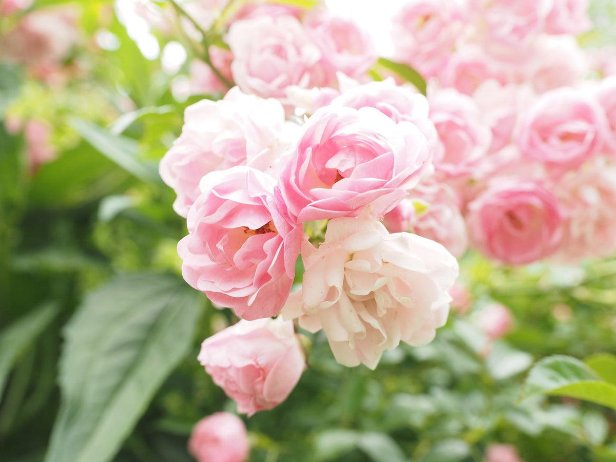 Pink Climbing Rose Flower Seeds for Vertical Garden or Trellis Planting
