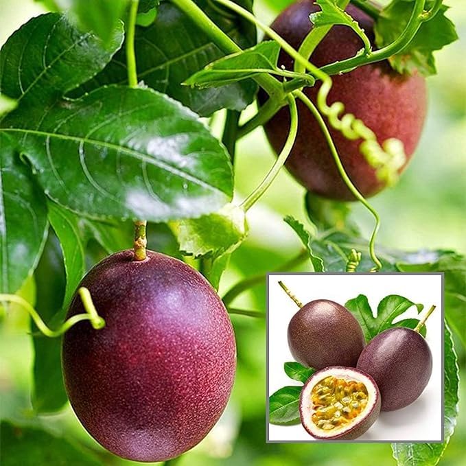 Lila passion fruit plant seeds for gardening