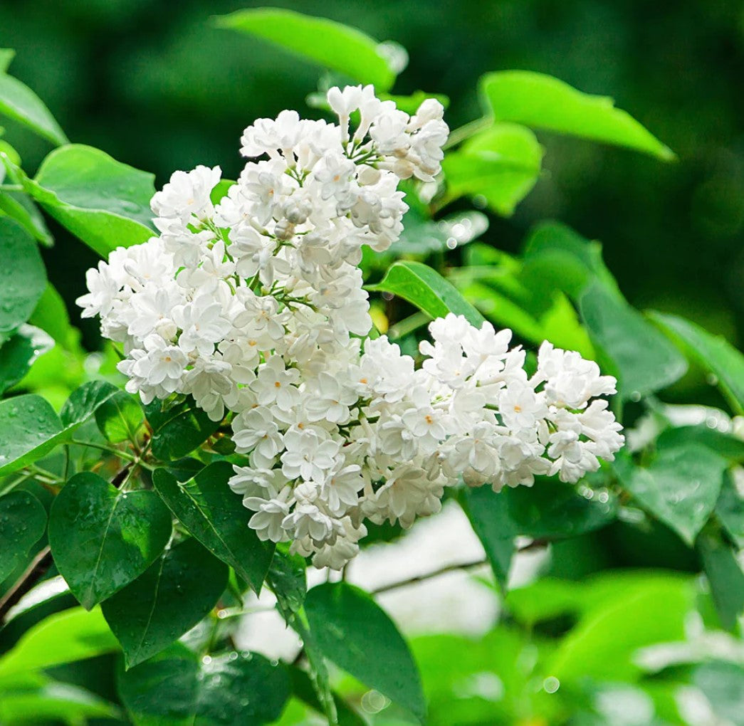 White Japanese Purple Carnation Fragrant Flowering Seeds For Planting