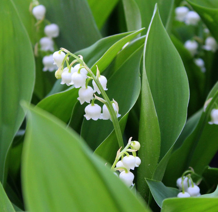 White Rich Aroma Flower Seeds for Planting - 100