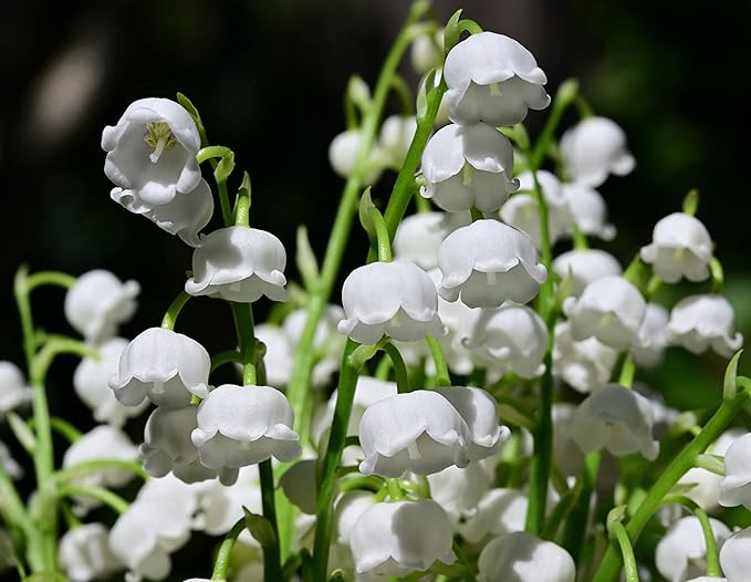 white lily flower seeds Convallaria Majalis Seeds – White Lily of the Valley for Shaded Gardens &  Spring Blooms – Dharaseeds