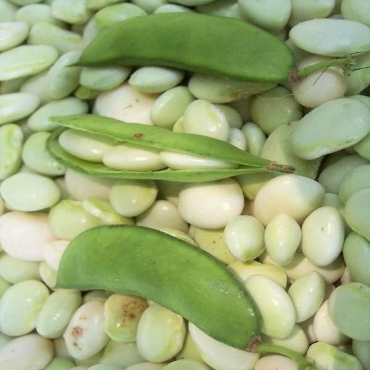 Bush type Lima Bean Seeds Fordhook 242 variety