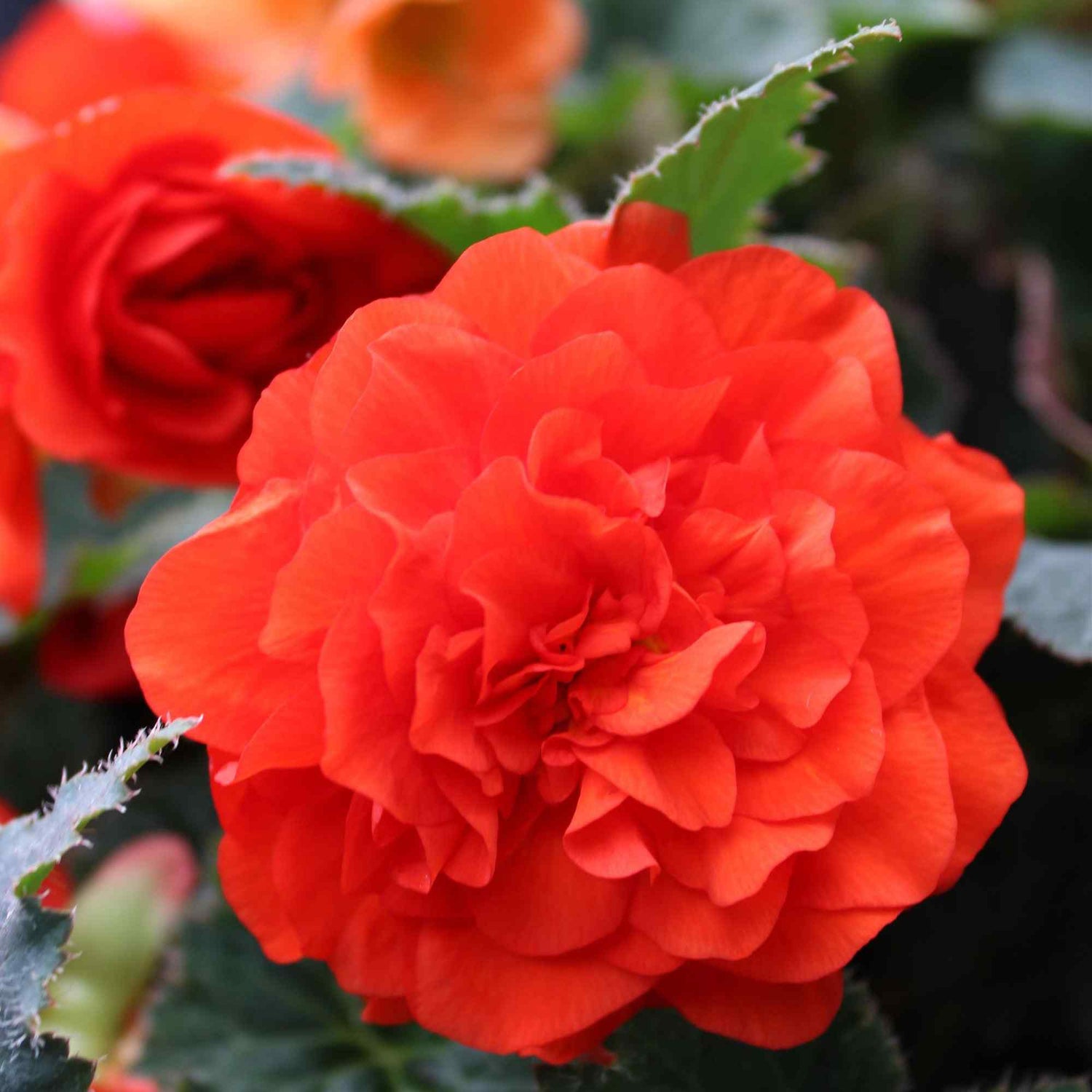 Begonia Limitless Orange Seeds