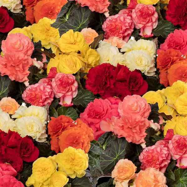 Begonia Limitless Mix Seeds