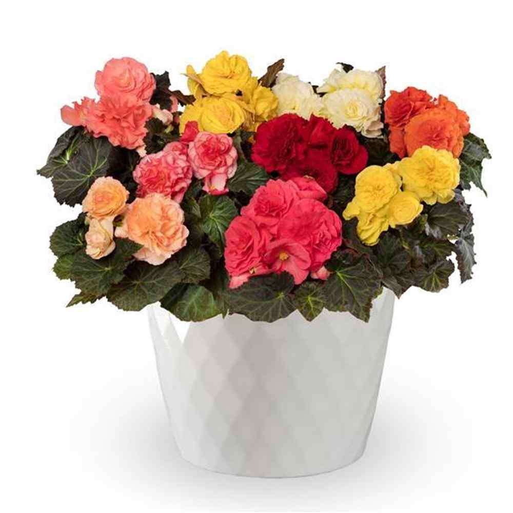 Begonia Limitless Mix Seeds