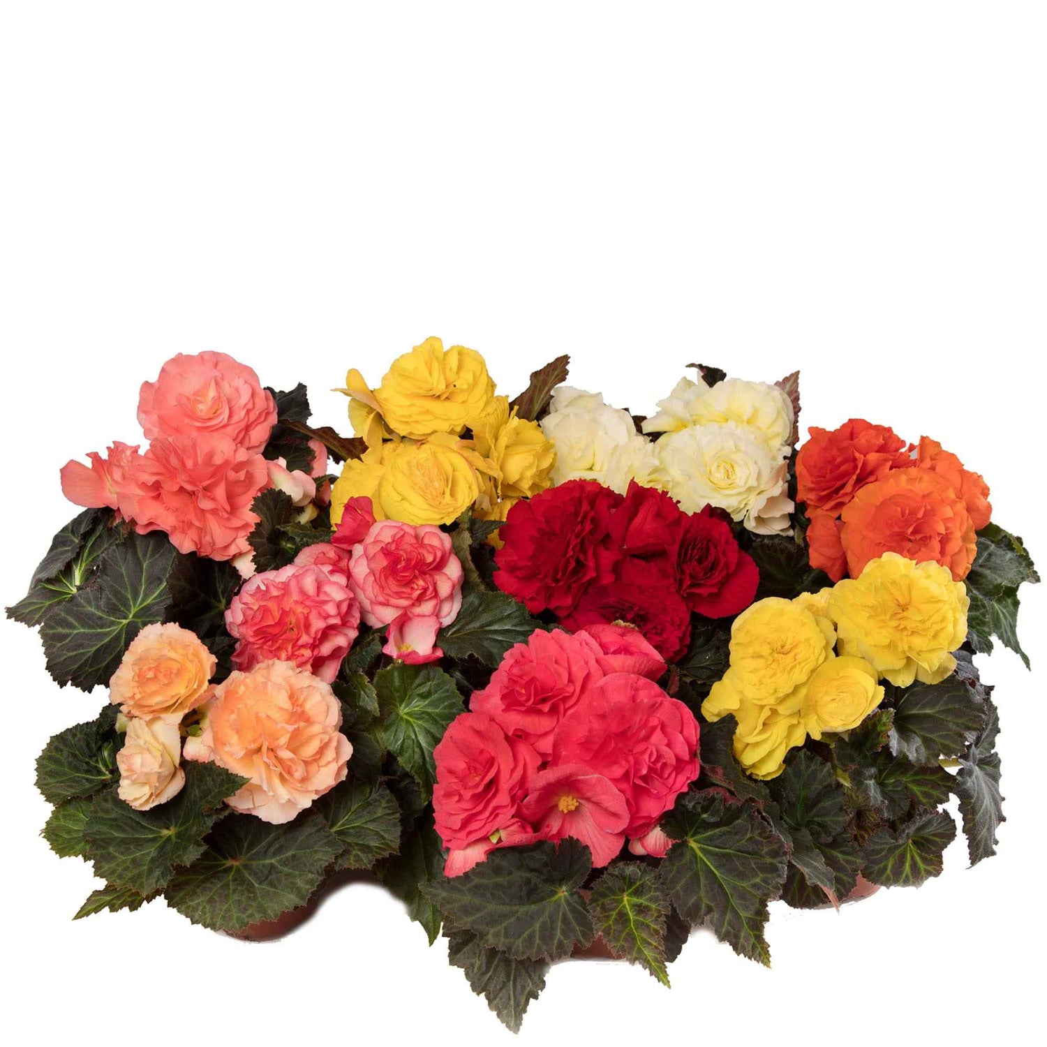 Begonia Limitless Mix Seeds