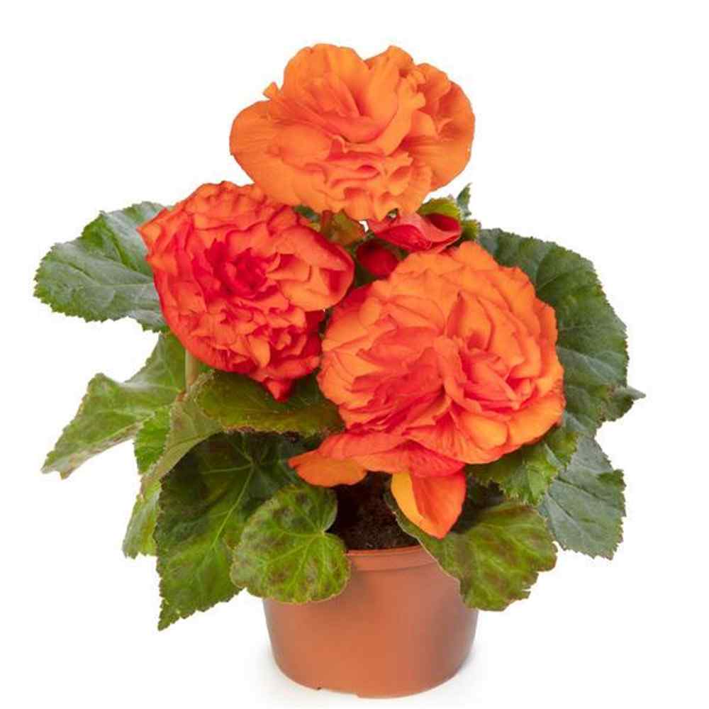 Begonia Limitless Orange Seeds