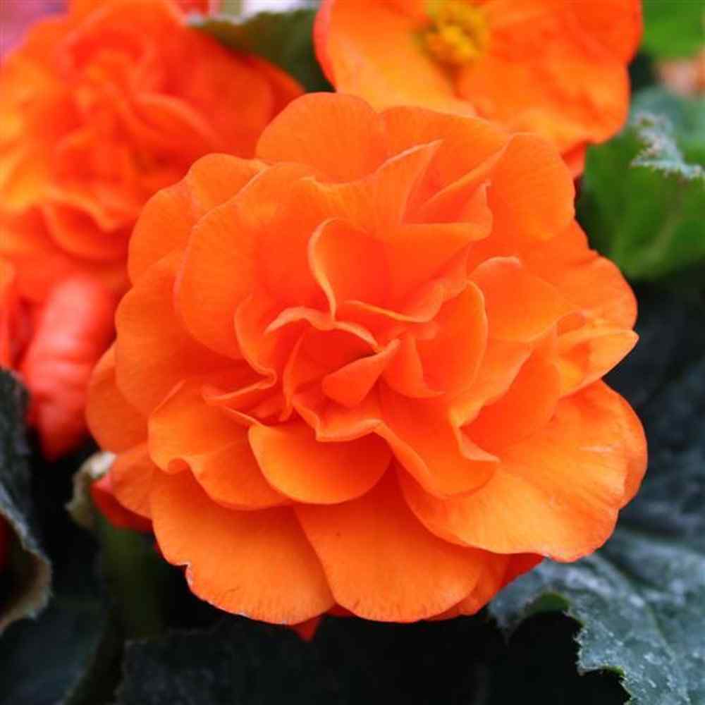 Begonia Limitless Orange Seeds