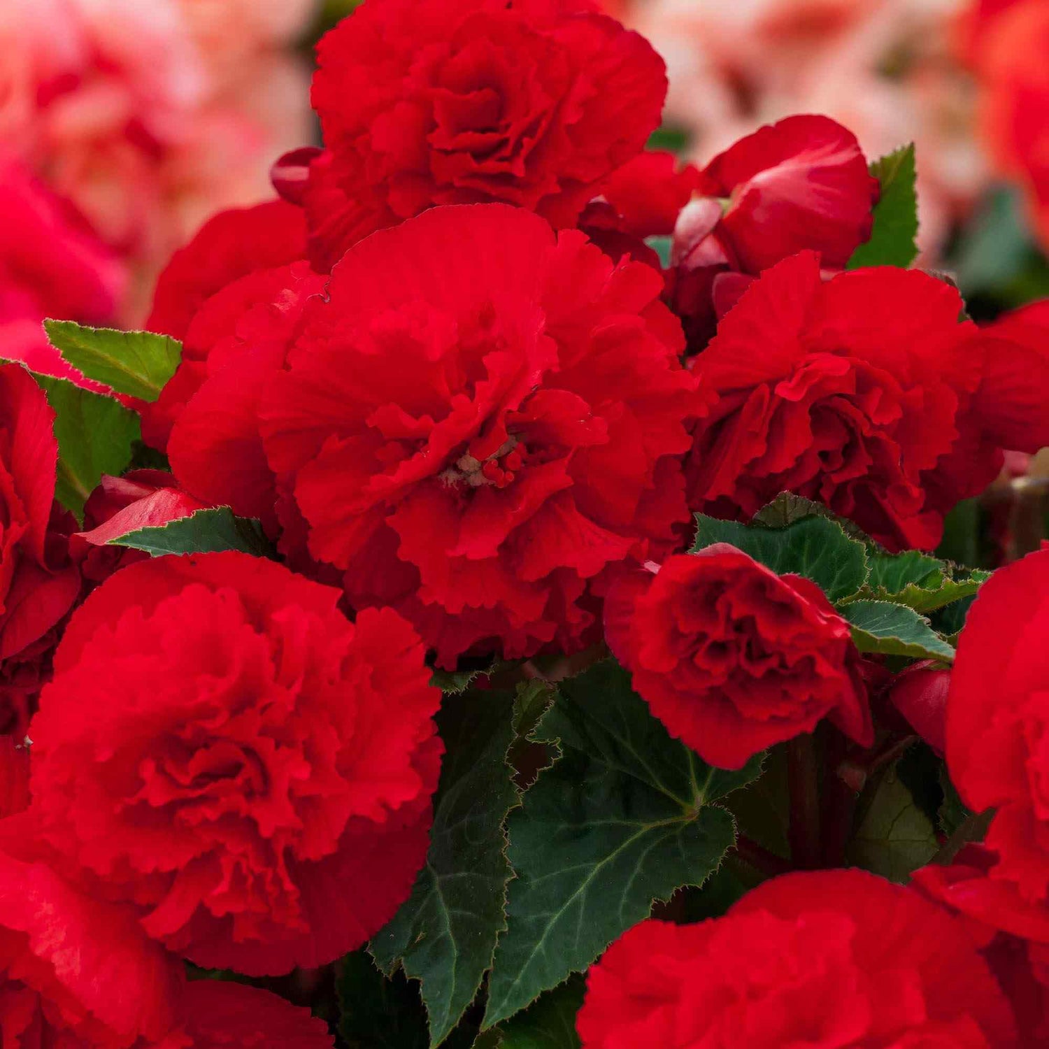 Begonia Limitless Dark Red Seeds