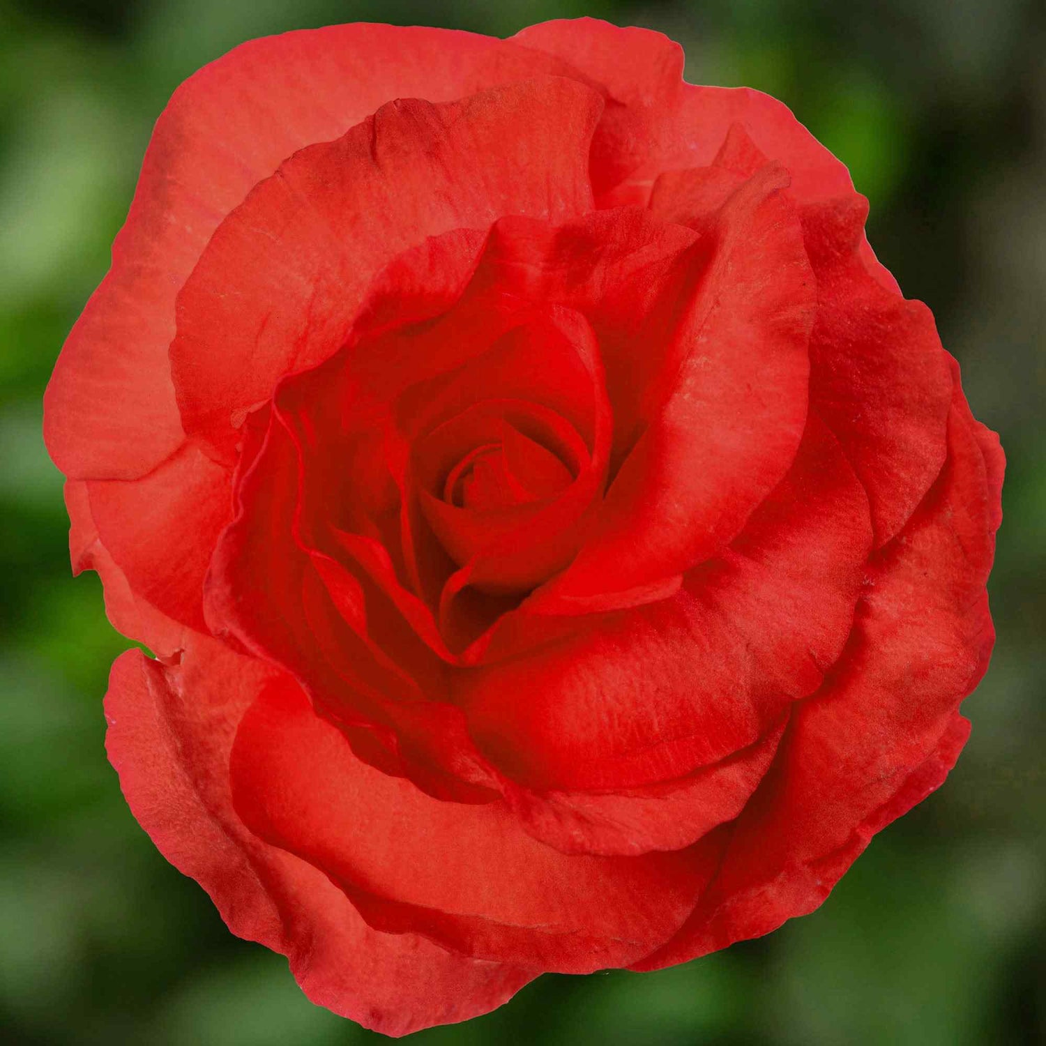 Begonia Limitless Dark Red Seeds