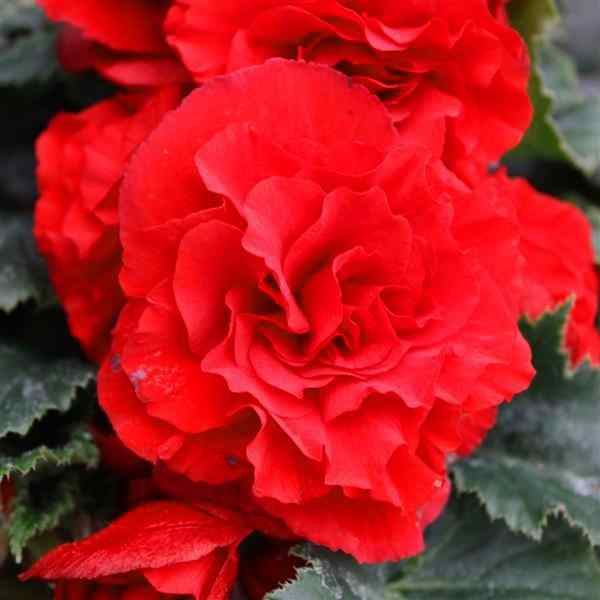 Begonia Limitless Dark Red Seeds