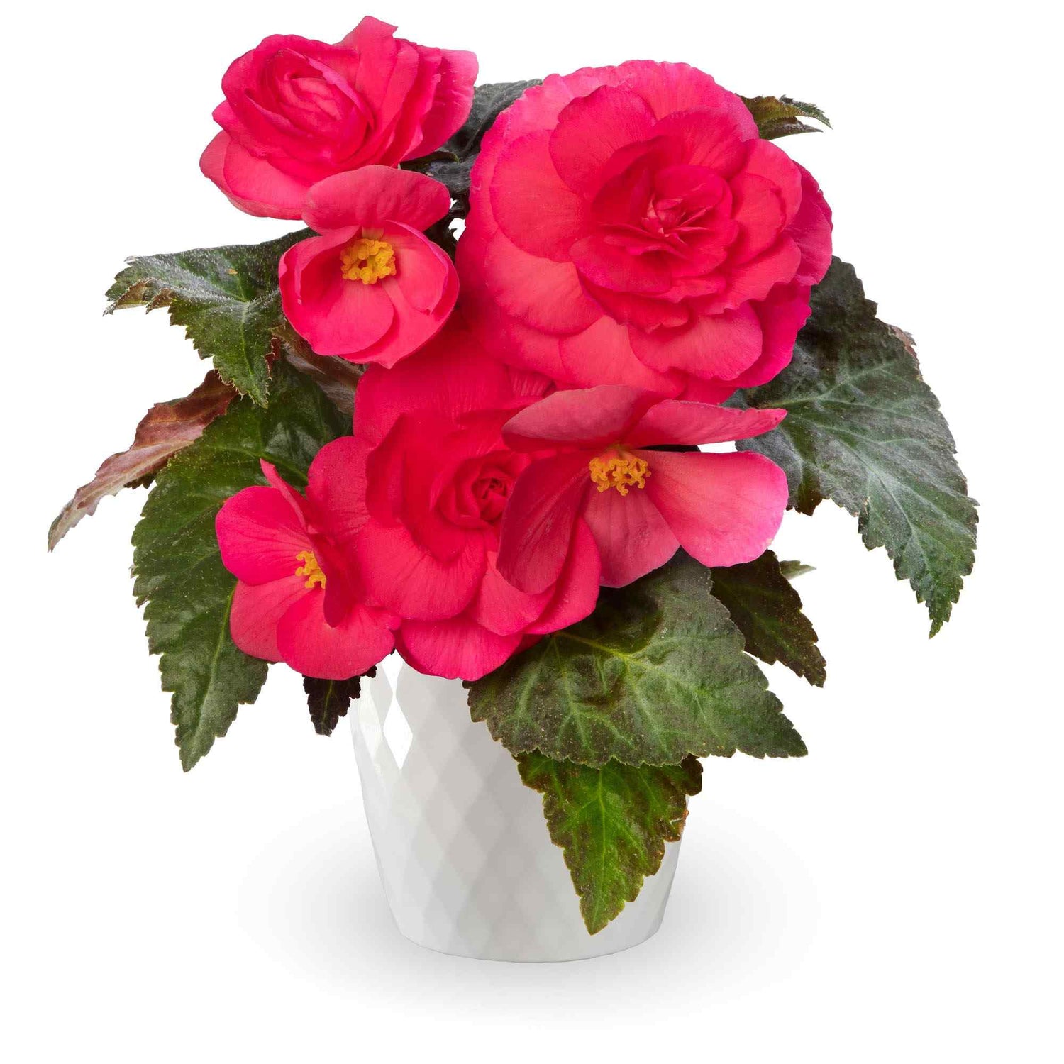 Begonia Limitless Dark Rose Seeds