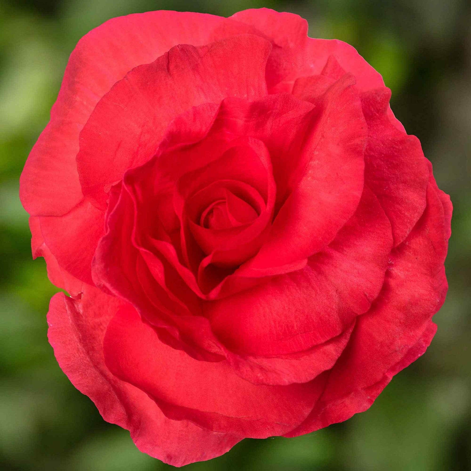 Begonia Limitless Dark Rose Seeds